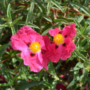 Arbusto da fiore
