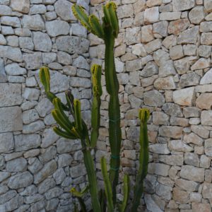 Cactus