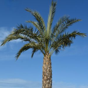Palma