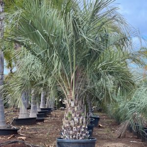 Butia capitata