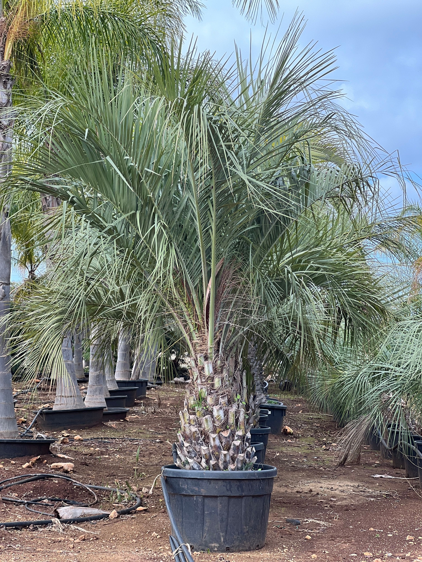 Butia capitata