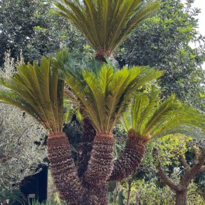 Cycas Revoluta
