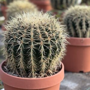 Echinocactus grusonii - Cuscino della suocera