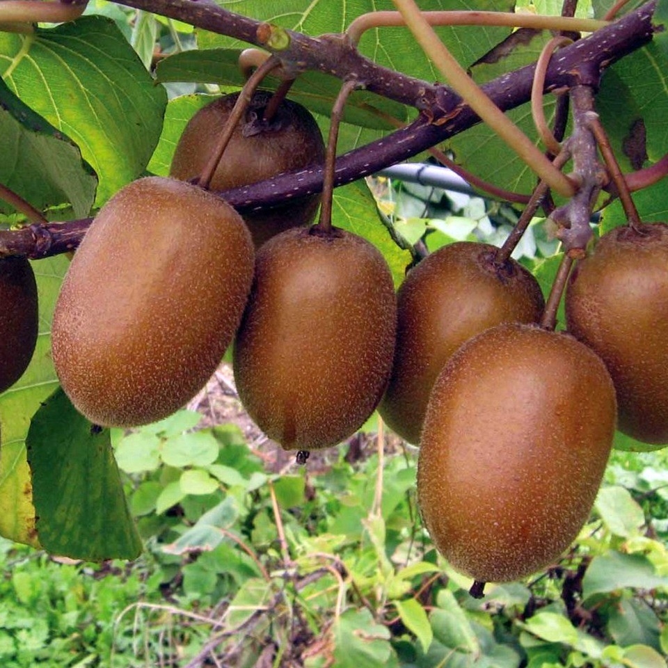 Actinidia chinensis "Hayward" - Kiwi
