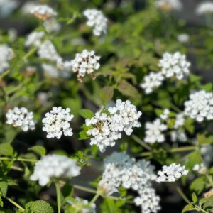 Lantana sellowiana