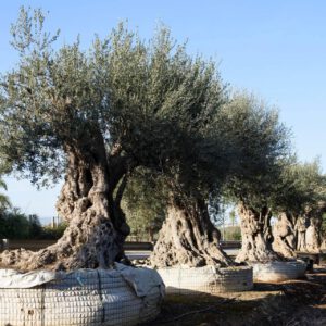 olea_europaea