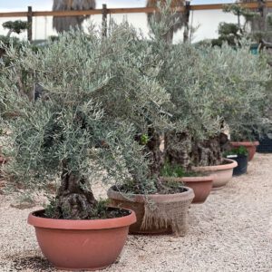 Olea europaea Bonsai - Ulivo Bonsai