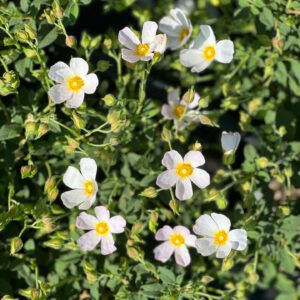 Cistus salvifolius "Brentina" - Cisto